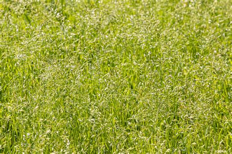 Beautiful Horizontal Photo Of Green Creeping Wild Rye Grass Is In