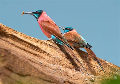 Five Common African Bird Species That Will Turn Your Head And Possibly
