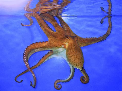 Octopus Sealife Underwater Ocean Sea Wallpapers Hd Desktop And