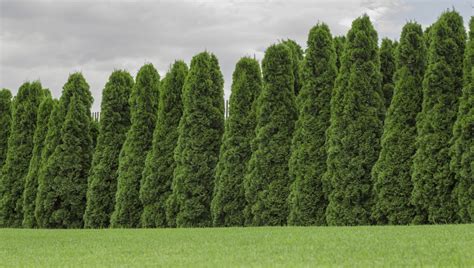 15 Different Arborvitae Types Varieties And Care Plantsnap