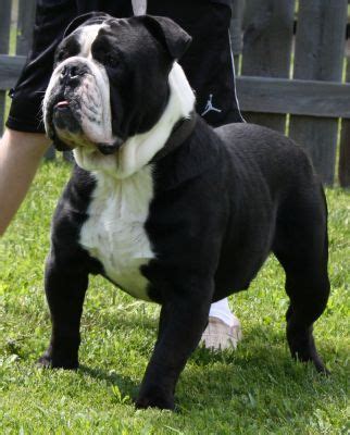 Explore 46 listings for black and white french bulldog at best prices. Black-White-Olde-English-Bulldogge | Black english bulldog ...