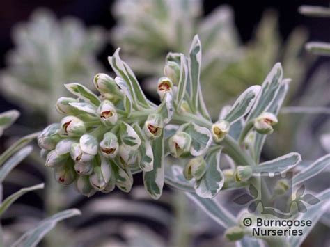 We did not find results for: EUPHORBIA characias 'Silver Swan' | Euphorbia, Plants ...