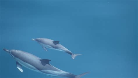 Un Virus Letal Atacă Delfinii Din Marea Neagră Biologii Spun Că Se