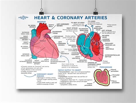 Cardiac Cycle Anatomy Poster Lupon Gov Ph