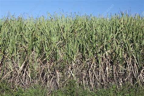 Sugar Cane Field South Africa Stock Image C0178221 Science