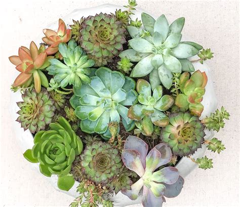 Newly planted succulents can scorch in direct sunlight, so you may need to gradually introduce them to full sun exposure or provide. Succulents 101: How to Care for Succulents so They Can ...