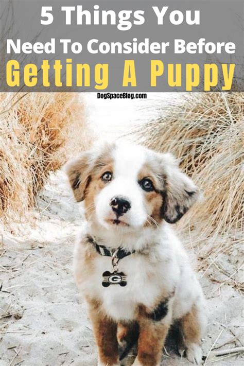 Top 5 Things You Need To Consider Before Getting A Puppy Dogspaceblog