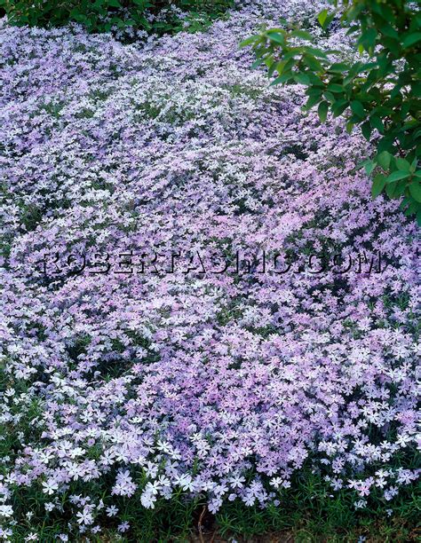 Creeping And Cascading Phlox Phlox Subulata Creeping Phlox Ground Cover