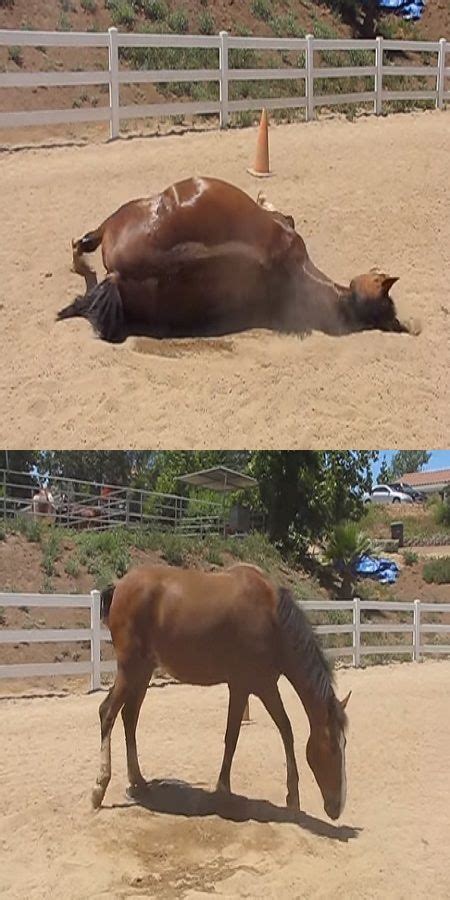 When You See Why This Horse Is Rubbing Himself On The
