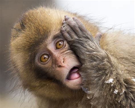 Create Meme Smallpox Of Monkeys Surprised Monkey The Monkey Is In