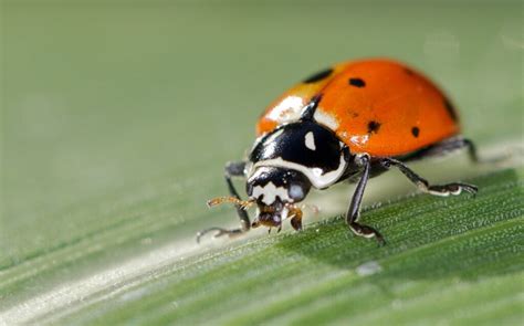 Neem oil is made of many components, including. INTEGRATED PEST MANAGEMENT: THE POWER OF BENEFICIAL BUGS ...