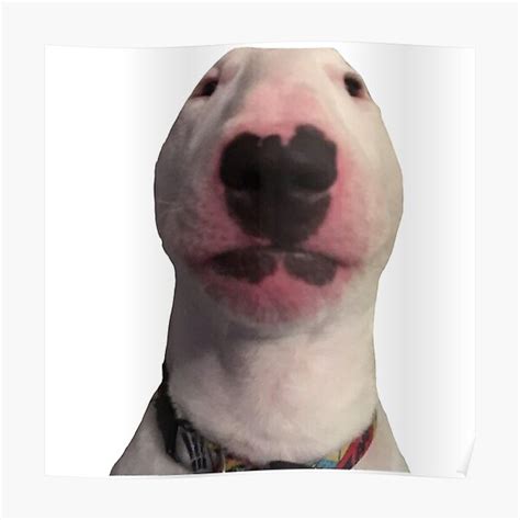 Walter Dog Posters Redbubble