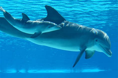 Baby Dolphin On Las Vegas Strip Named To Honor Las Vegas Aces — Video