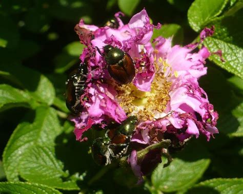 How To Fight Back Against Japanese Beetles Finegardening Japanese