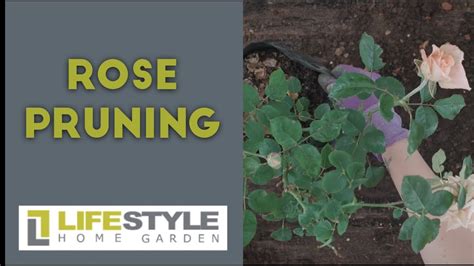 Learn How To Correctly Prune Roses Step By Step Guide From Gardening