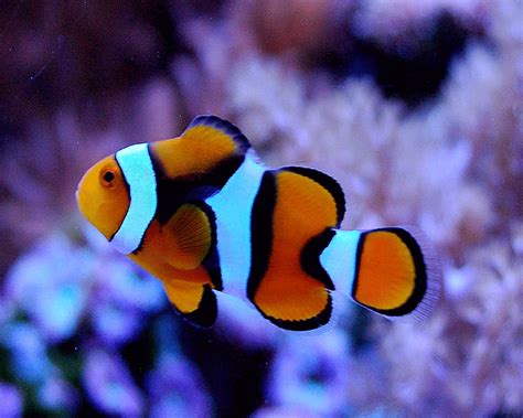 Free Download Pictures Of Clown Fish Pictures Of Clown Fish Desktop