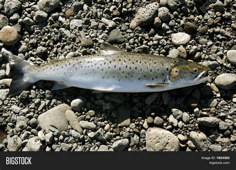 Fish On Dry Land Image And Photo Bigstock