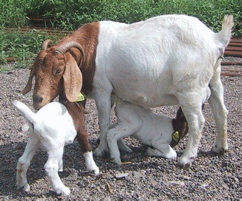 Both Boer Goats At Rs 10000piece In Bengaluru Id 19668933397