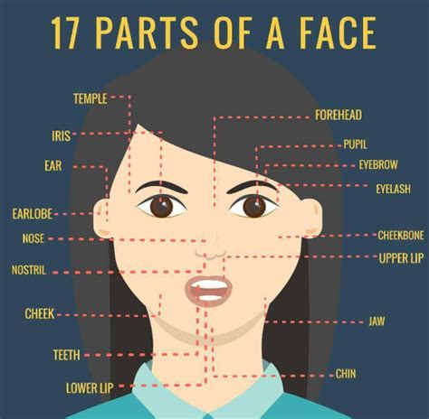 Parts Of The Face Useful Face Parts Names With Pictures