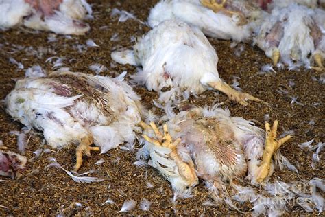 Dead Chickens Photograph By Inga Spence Fine Art America