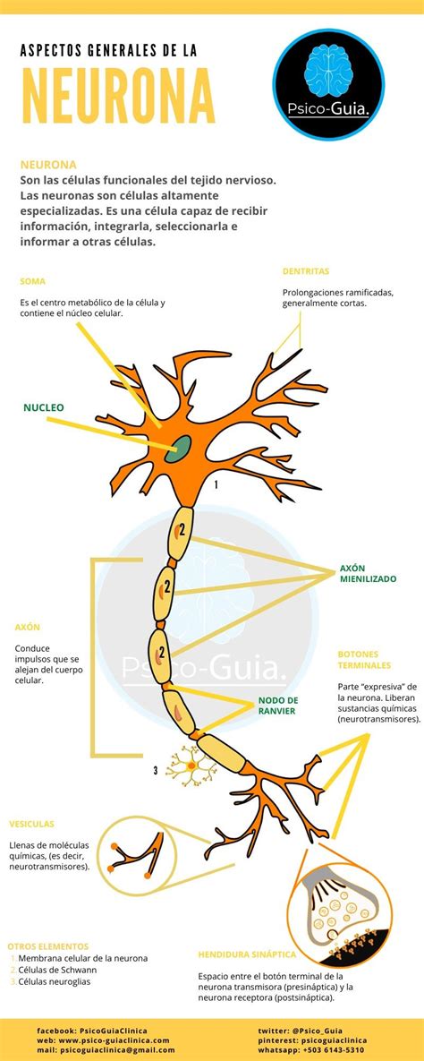 Partes De La Neurona Anatomia Y Fisiologia Humana Neuronas