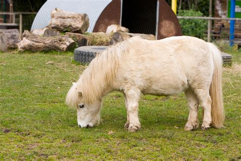 Shetland Pony Free Stock Photo Public Domain Pictures