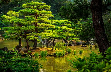 Hardly anybody else finds his or here way there. Hintergrundbilder Kyōto Japan Natur Teich Garten Bäume