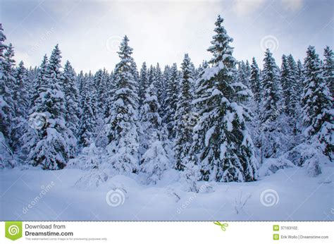 Pine Tree Forest Covered With Snow Stock Photo Image Of