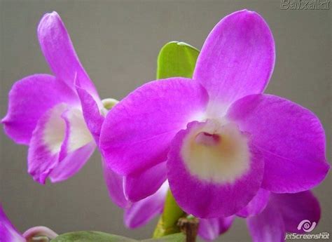 Planta liliácea, de tallo alto y flores terminales grandes, blancas y muy olorosas. Liliáceas y orquídeas, flores hermosas para tu casa ...