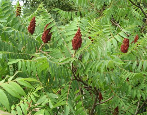 Picture Poison Sumac Plant Whittled Down New To Us Wild Food