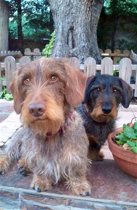 Maybe you would like to learn more about one of these? ️love these two wired haired sausage dogs | Wire haired ...
