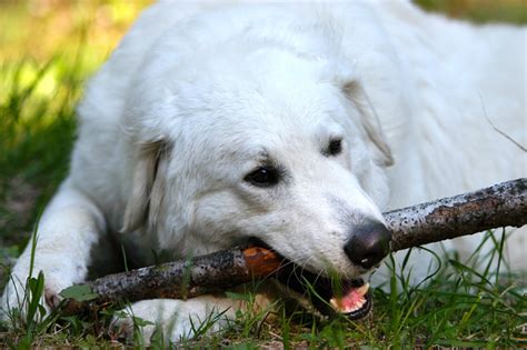 Kuvasz Dog Breed Information Pictures Characteristics And Facts Dogtime