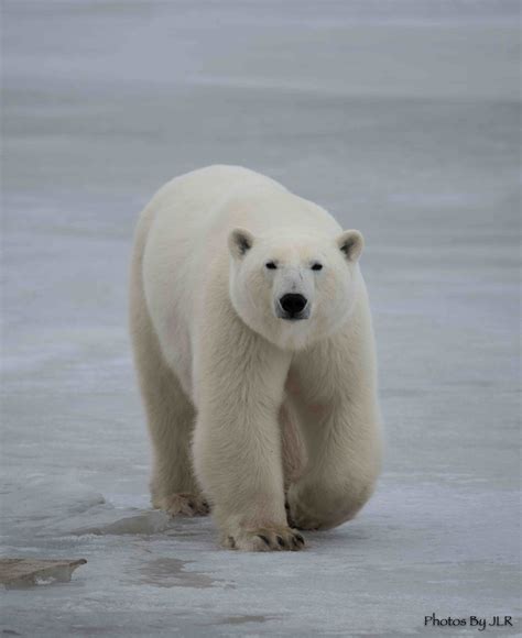 Polar Bear Walking Towards Us By Photosbyjlr