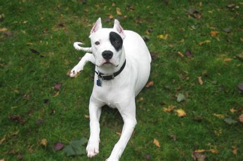 Dogo Argentino Characteristics Appearance And Pictures