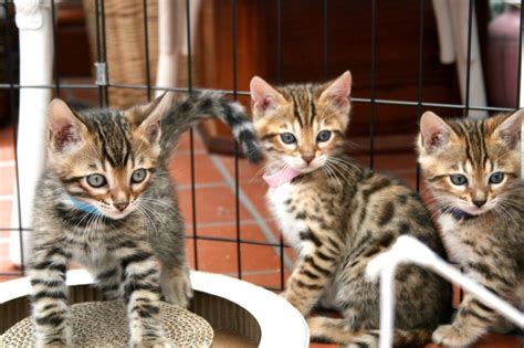 The designation is determined by what the savannah's mother's designation is. Bengal Cats For Sale | Waco, TX #298165 | Petzlover