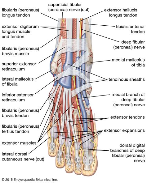 Muscles Of The Foot Joi Jacksonville Orthopaedic Institute Chegos Pl