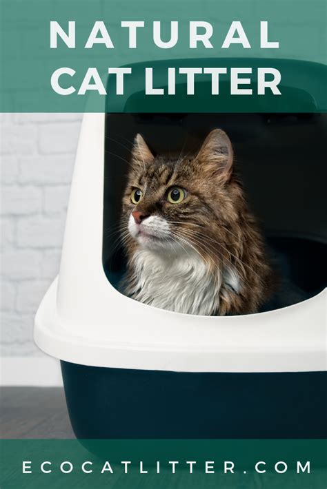 Here are a few pros for using a menstrual cup. Natural Cat Litter Vs. Clay Litter | Eco Cat Litter ...