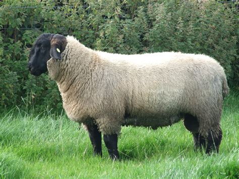 File7 Month Old Suffolk Ram Lamb Wikimedia Commons
