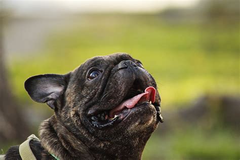Finding the perfect name for your french bulldog is no easy task. French Bulldog 5k Retina Ultra HD Wallpaper | Background ...