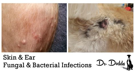 Dr Jean Dodds Pet Health Resource Blog Skin And Ear