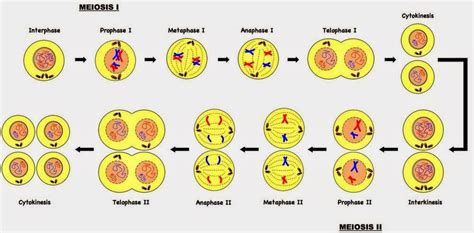 Resultado De Imagen Para Proceso De La Meiosis Fase 1 Y 2 Biyoloji Bilim