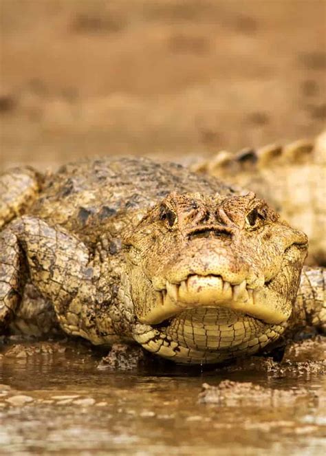 24 Spectacled Caiman Facts Guide To Caiman Crocodilus Storyteller Travel