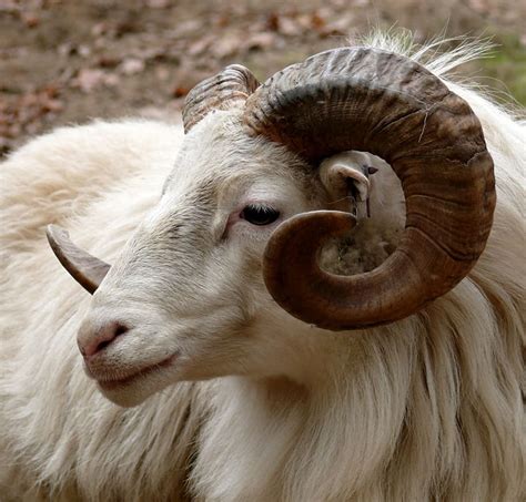 White Sheep Ram Close Head Horn Fauna Goat Mammal Mountain