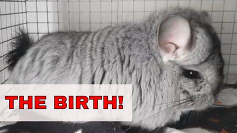 How To Breed Chinchillas Safely Part 3 The Birth Youtube