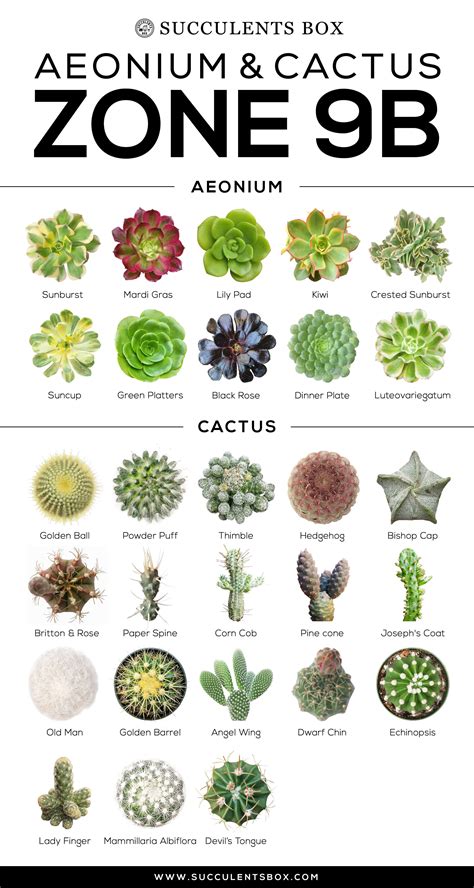 Cactus care, gallery and names. CHOOSING SUCCULENTS FOR ZONE 9 - CALIFORNIA, FLORIDA AND ...