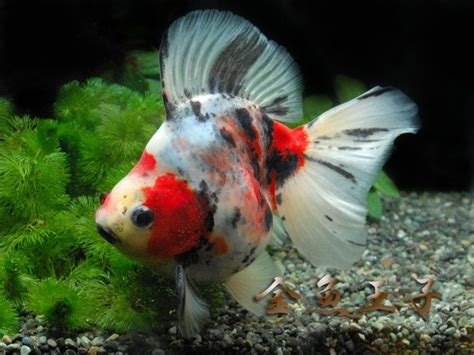 17 Best Images About Ryukin Goldfish On Pinterest Black