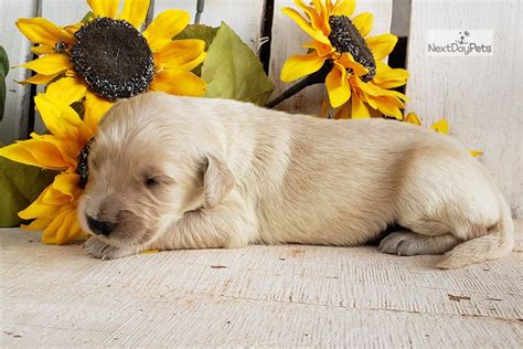 Because they combine exceptional intelligence with an eagerness to please, golden retriever puppies are relatively easy to train. Tucker: Golden Retriever puppy for sale near Oklahoma City, Oklahoma. | 1bf981cf-85e1