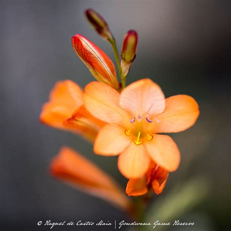 Tritonia Securigera From Gondwana Game Reserve On September 13 2017 By