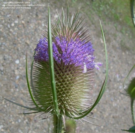 Plantfiles Pictures Common Teasel Fullers Teasel Dipsacus Fullonum