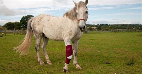 4 Common Horse Injuries You May Not Know About